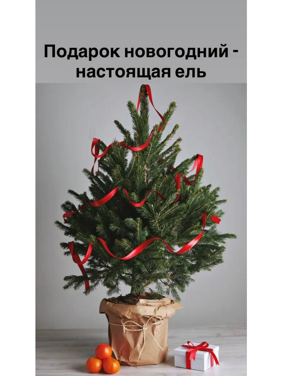 Елка 50см маленькая настольная натуральная 1шт